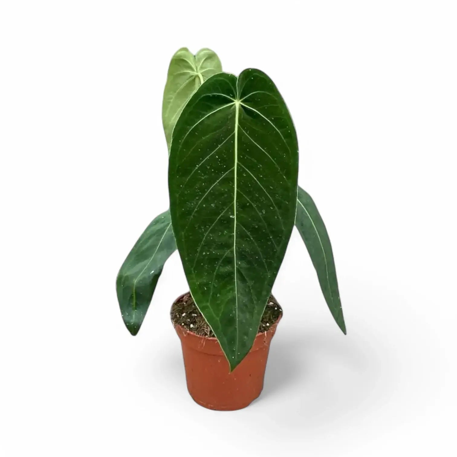 Anthurium warocqueanum x waterburyanum potted plant in nursery pot on white background.