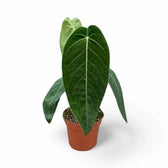 Anthurium warocqueanum x waterburyanum Zimmerpflanze im Anzuchttopf vor weißem Hintergrund, Produktfoto 3.