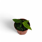 anthurium warocqueanum x waterburyanum Anthurium warocqueanum × waterburyanum – Hybrid Queen-Type Velvet