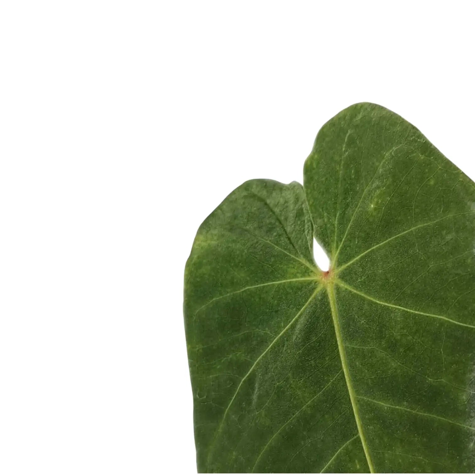 Anthurium waterburyanum – Blattdetail vor weißem Hintergrund..