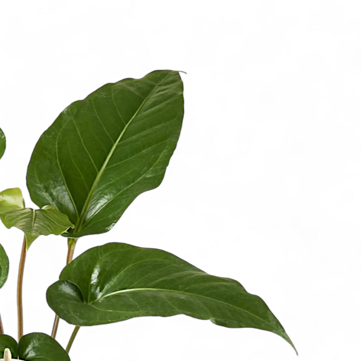 anthurium rio negro Anthurium watermaliense – Dark 'Black Anthurium' Foliage