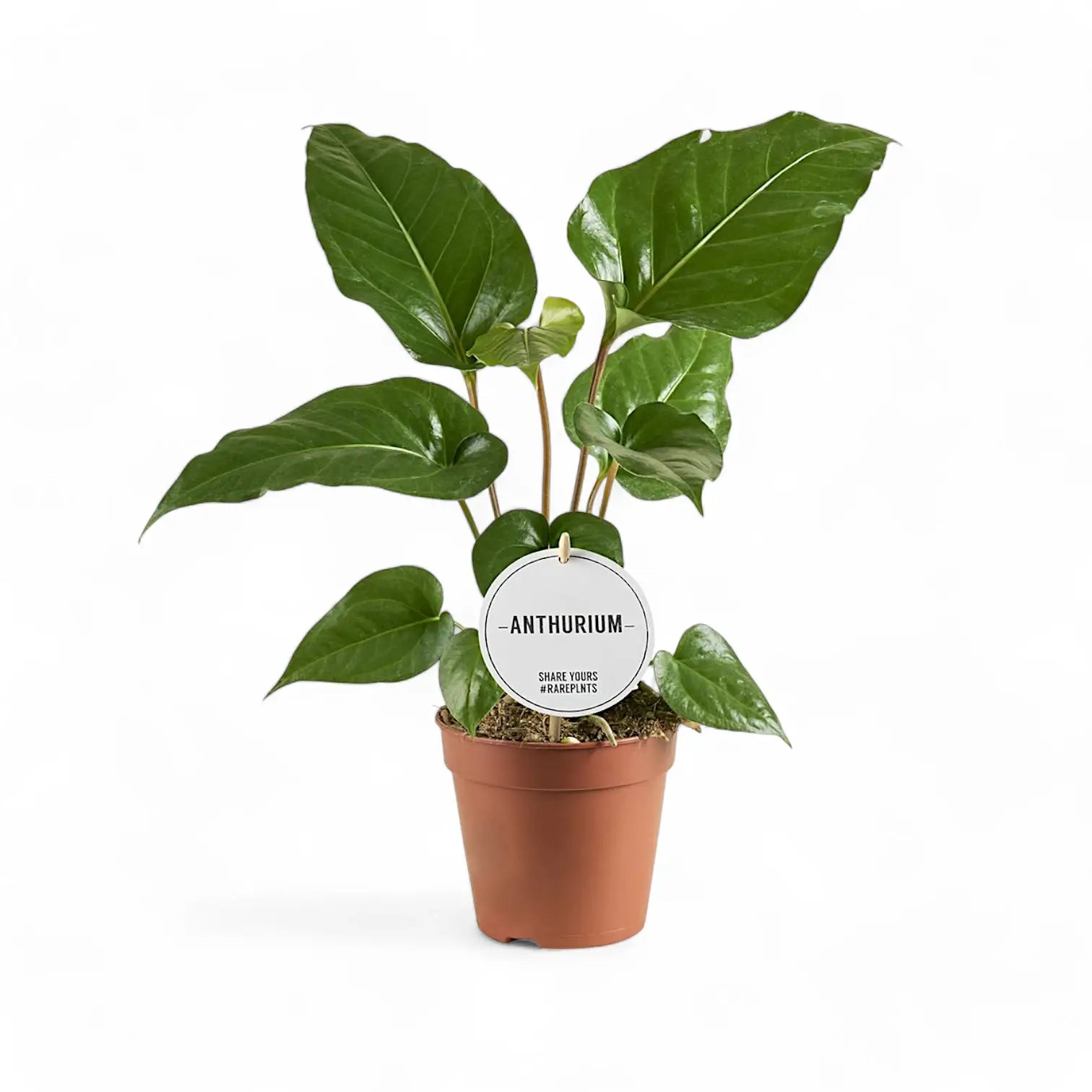 Anthurium watermaliense ('The black Anthurium', 'Black prince') potted plant in nursery pot on white background.