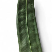 Anthurium wendlingeri leaf close-up on white background.