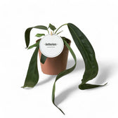 Anthurium wendlingeri potted plant in nursery pot on white background.