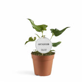 Anthurium ×ferrierense 'Crisped' potted plant in nursery pot on white background.
