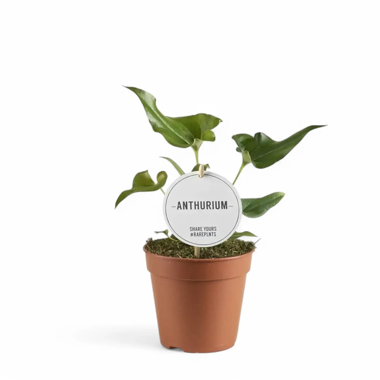 Anthurium ×ferrierense 'Crisped' potted plant in nursery pot on white background.