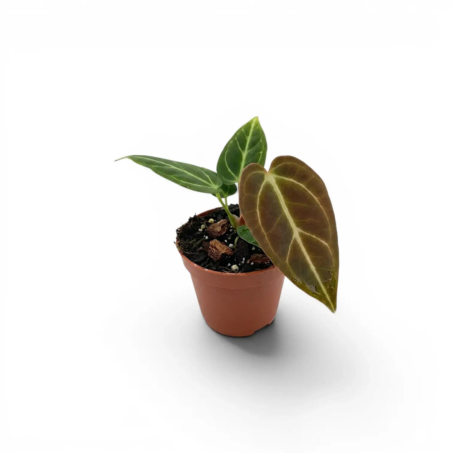 Anthurium regale als Babypflanze im Kulturtopf.