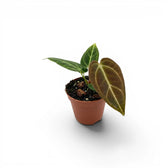 Anthurium regale als Babypflanze im Kulturtopf.