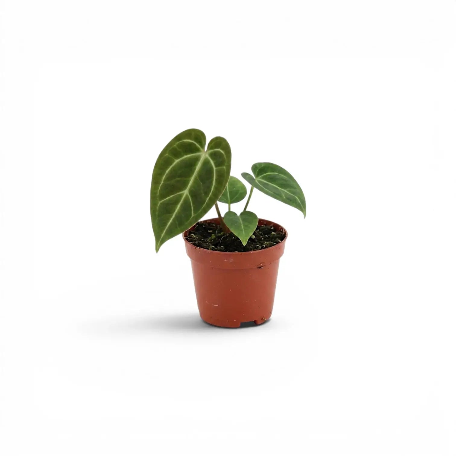 Anthurium regale als Babypflanze im Kulturtopf.