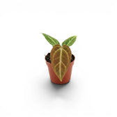 Anthurium regale als Babypflanze im Kulturtopf.