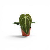Anthurium regale als Babypflanze im Kulturtopf.