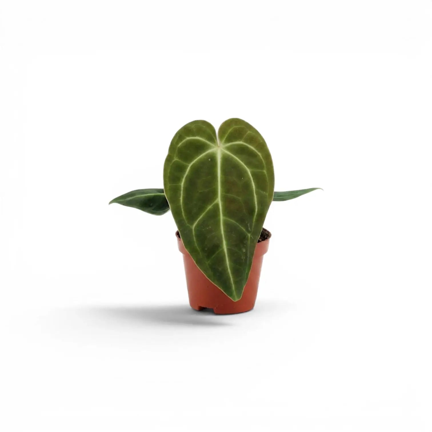 Anthurium regale als Babypflanze im Kulturtopf.
