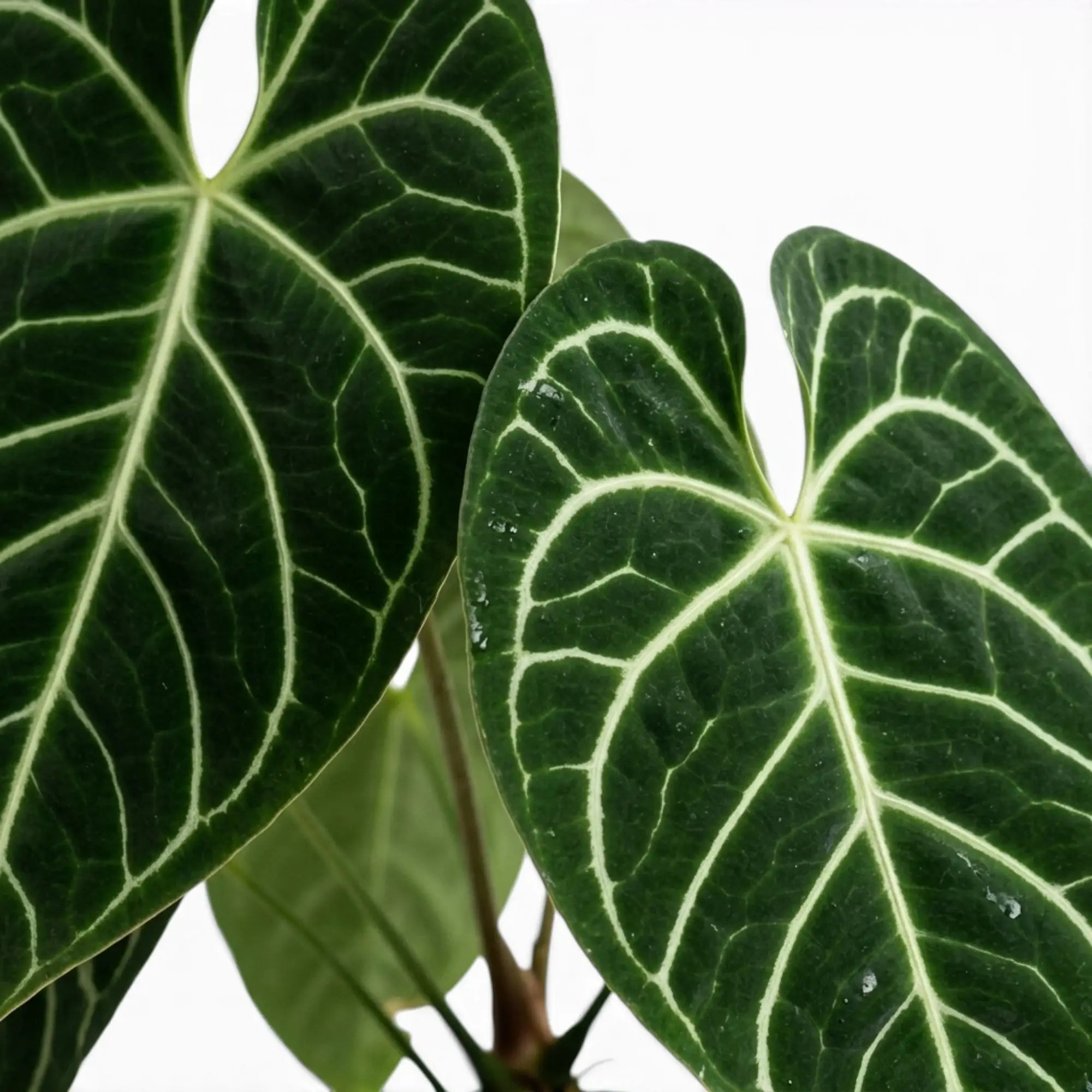 Anthurium regale mit samtig grünen Blättern und hellen Blattadern in Nahaufnahme.