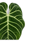 Anthurium regale mit samtig grünen Blättern und hellen Blattadern in Nahaufnahme.