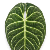 Anthurium regale mit samtig grünen Blättern und hellen Blattadern in Nahaufnahme.