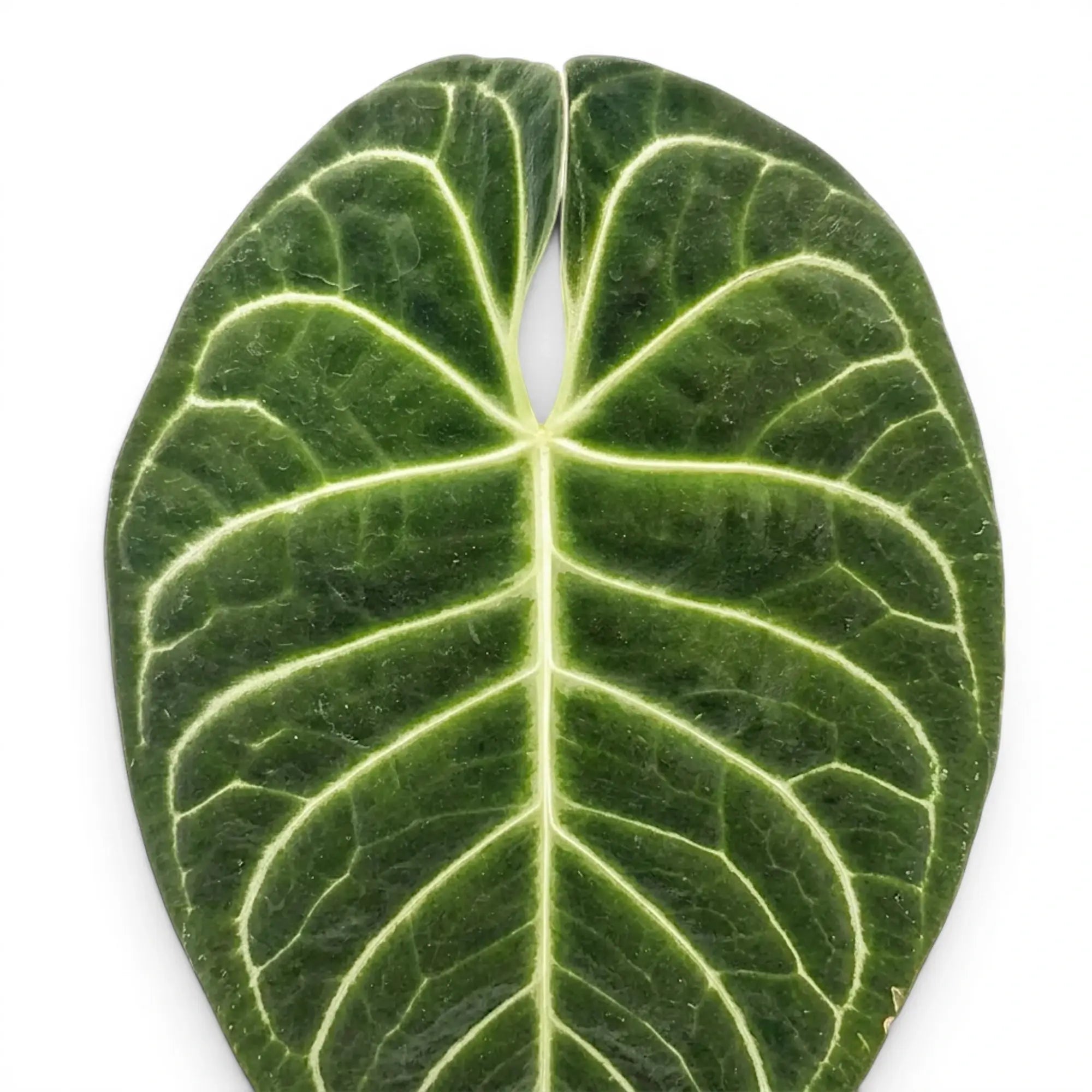 Anthurium regale mit samtig grünen Blättern und hellen Blattadern in Nahaufnahme.