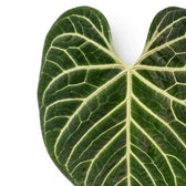 Anthurium regale mit samtig grünen Blättern und hellen Blattadern in Nahaufnahme.