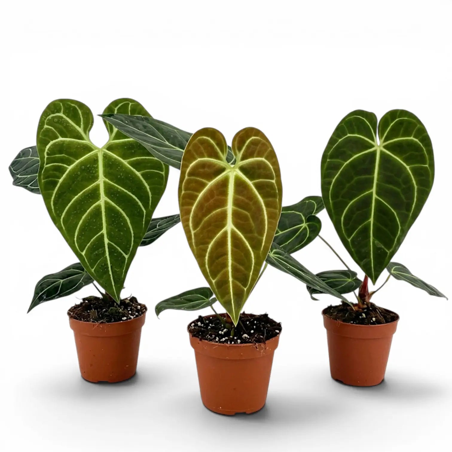 Anthurium regale im Kulturtopf.