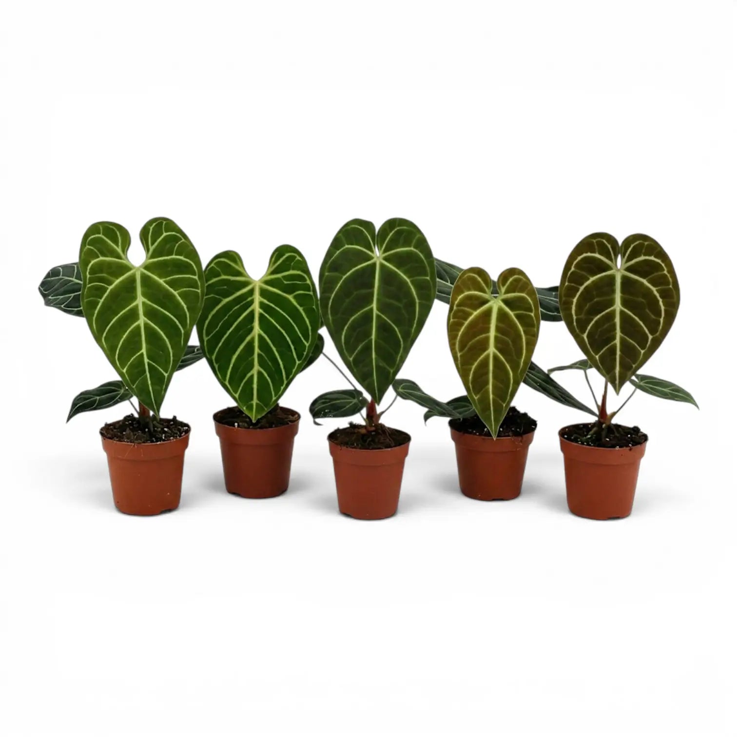 Anthurium regale im Kulturtopf.