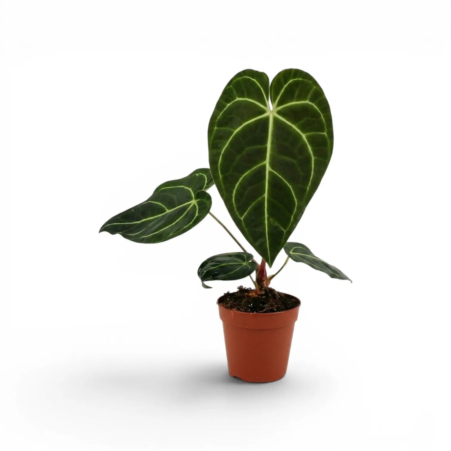 Anthurium regale im Kulturtopf.