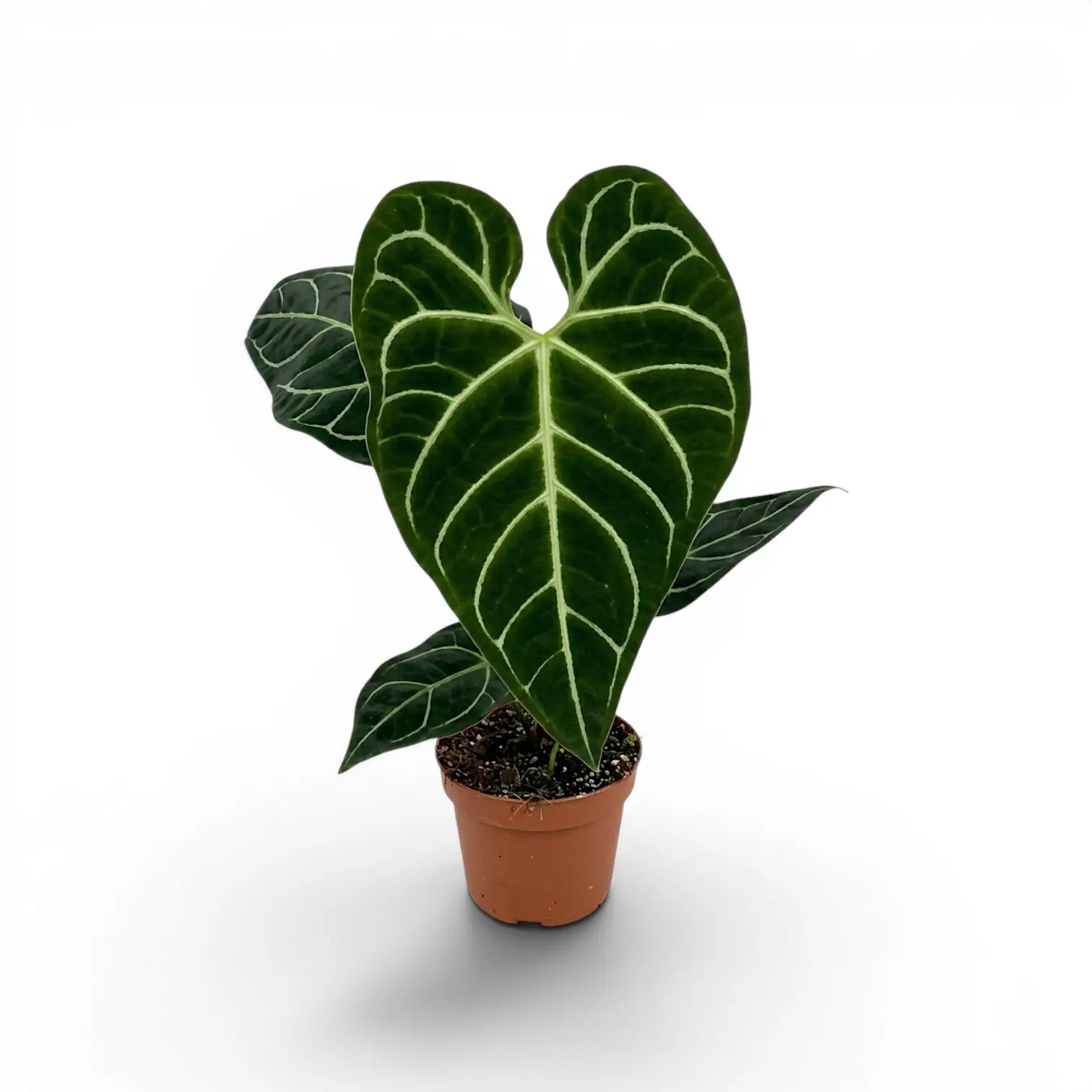 Anthurium regale im Kulturtopf.