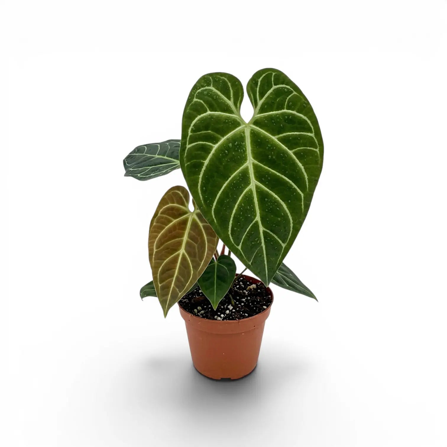 Anthurium regale im Kulturtopf.