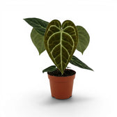 Anthurium regale im Kulturtopf.