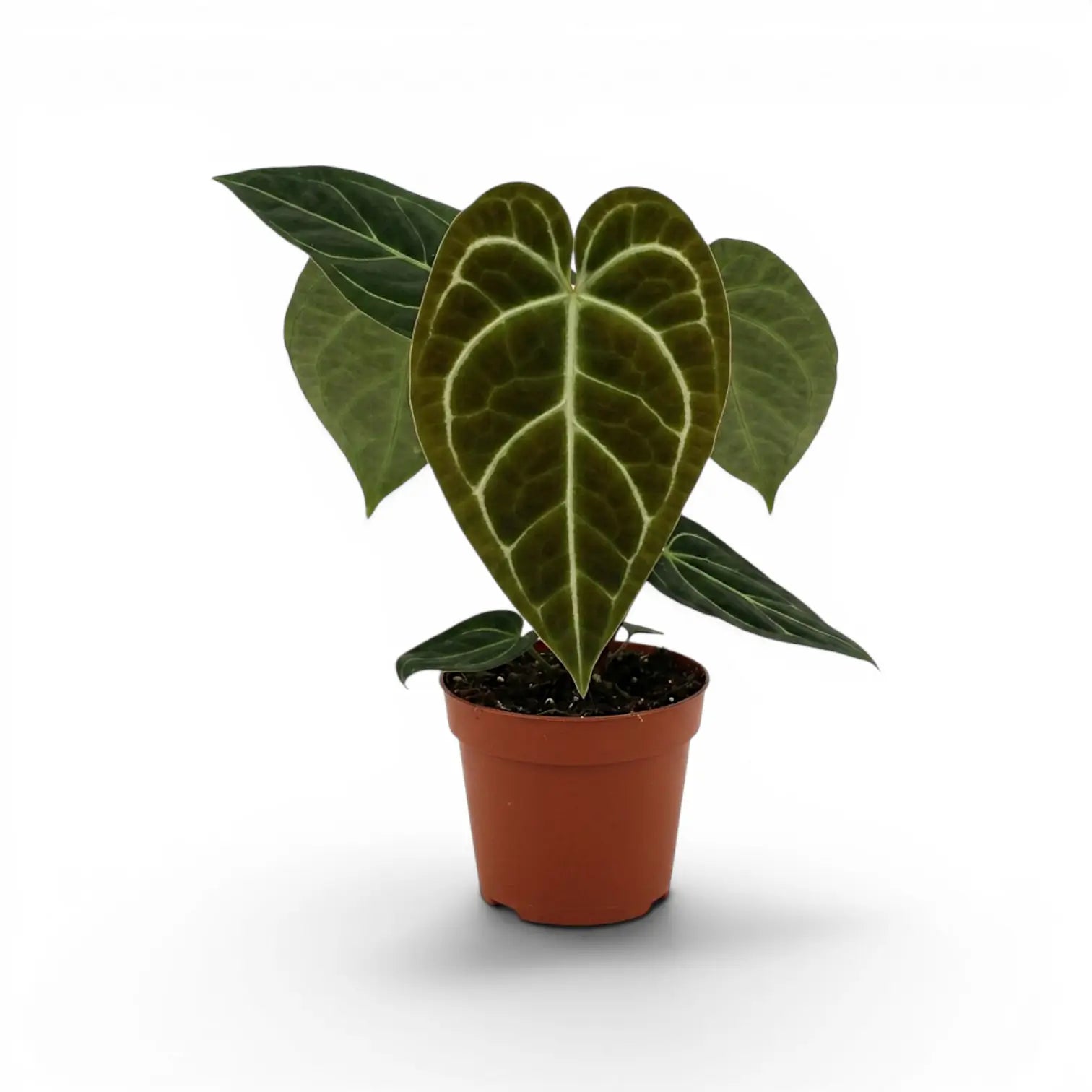 Anthurium regale im Kulturtopf.