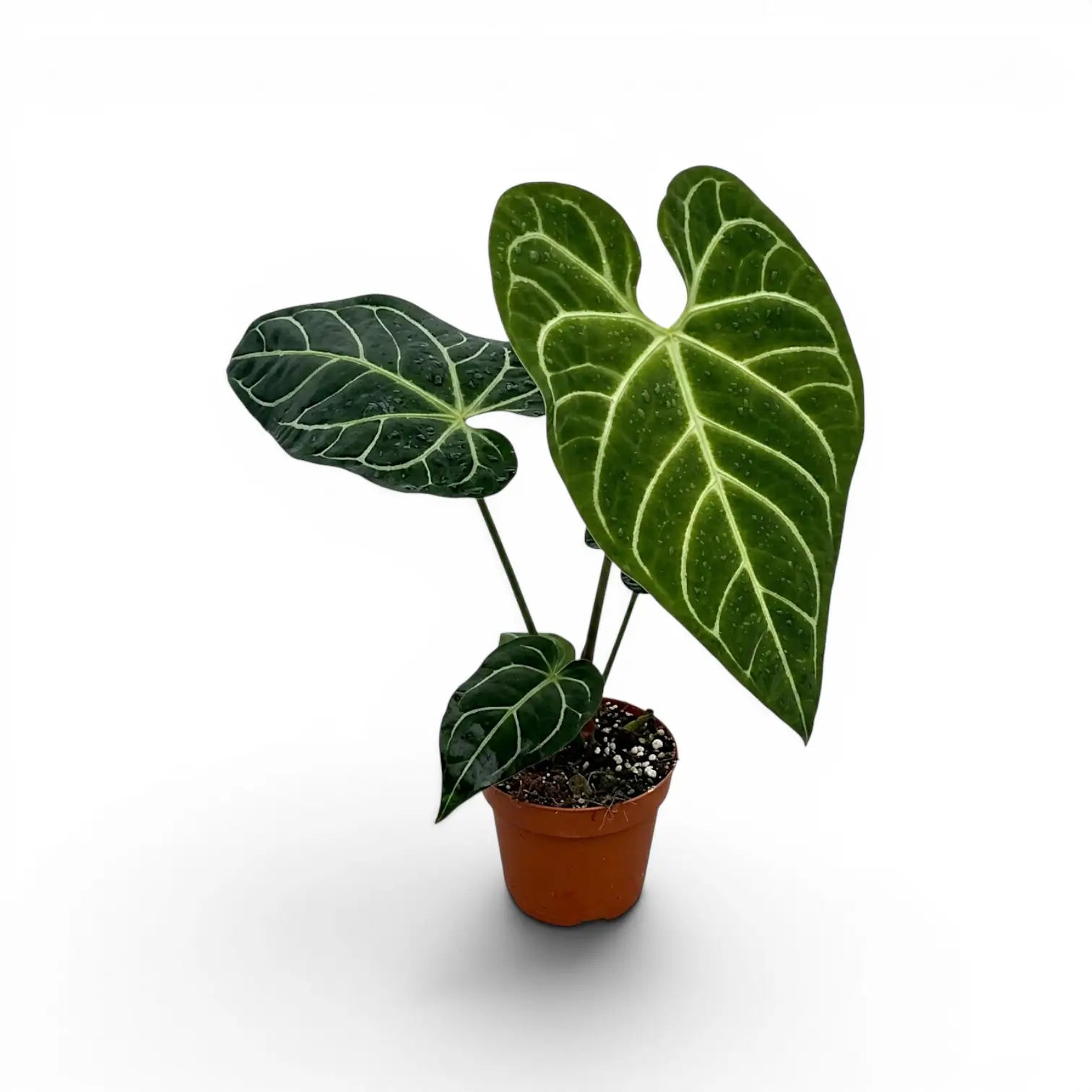 Anthurium regale im Kulturtopf.