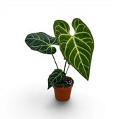 Anthurium regale im Kulturtopf.