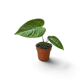 Junges Anthurium veitchii mit drei glänzenden, gerippten Blättern, von der Seite