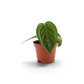 Junges Anthurium veitchii mit einem breiten, stark gerippten Blatt im Terrakottatopf