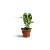 Junges Anthurium veitchii mit einem schmalen, gerippten Blatt, von vorn