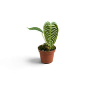 Junges Anthurium veitchii mit einem tief gerippten Blatt in der Mitte