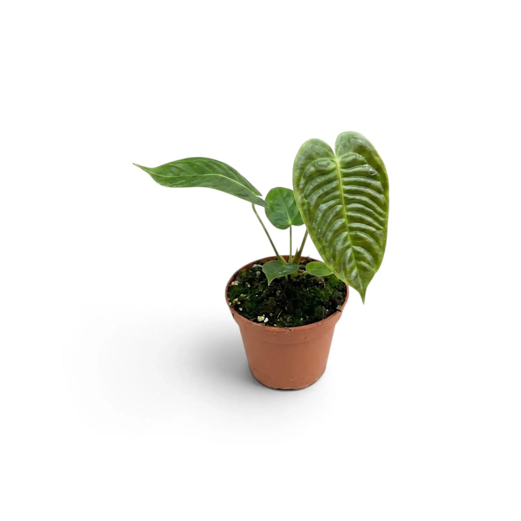 Junges Anthurium veitchii mit zwei gerippten Blättern, schräg von der Seite