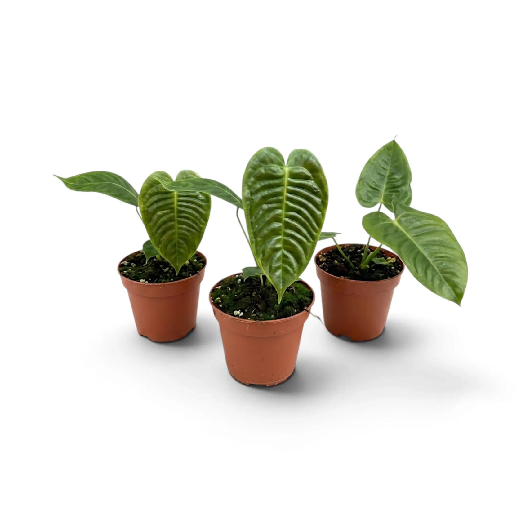Drei junge Anthurium veitchii in Terrakotta-Kulturtöpfen