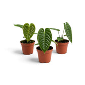 Drei junge Anthurium veitchii mit stark gerippten Blättern in einer Reihe