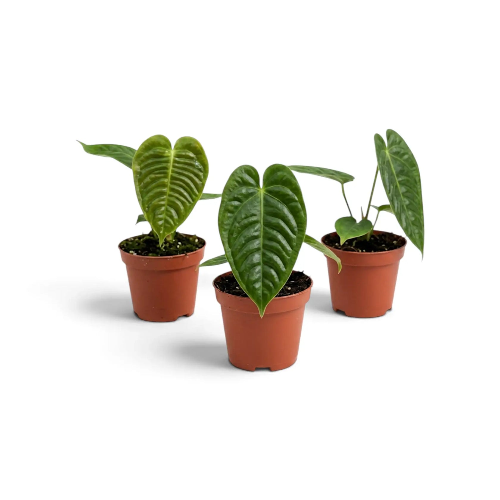 Drei junge Anthurium veitchii mit stark gerippten Blättern in einer Reihe