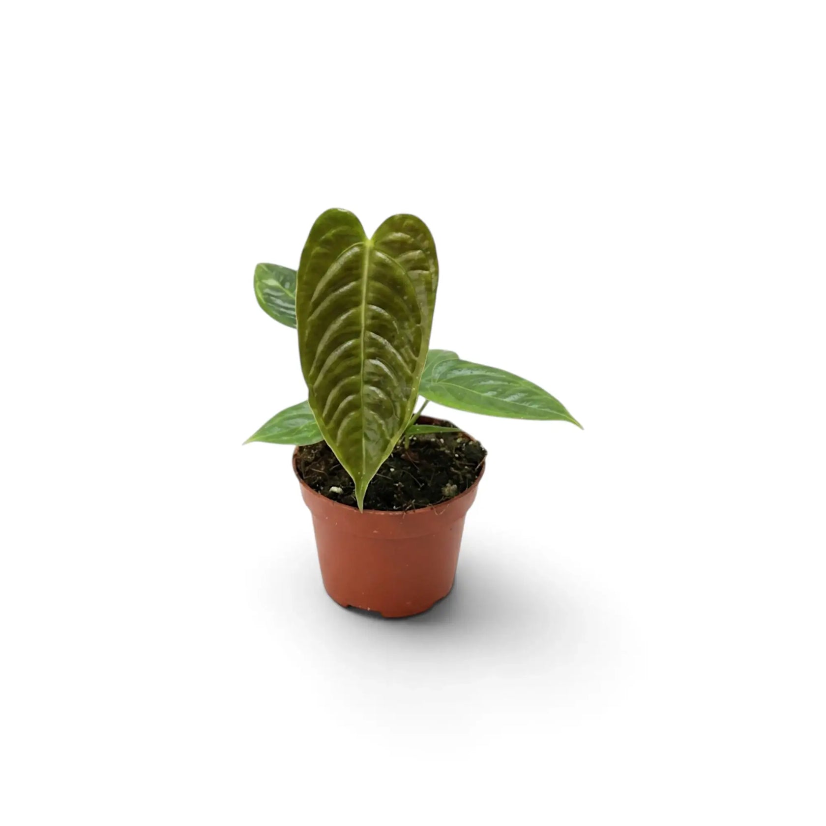 Kompaktes junges Anthurium veitchii mit glänzend geripptem Blatt im Terrakottatopf