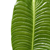 Nahaufnahme eines glänzenden Blattes von Anthurium veitchii mit ausgeprägten Rippen