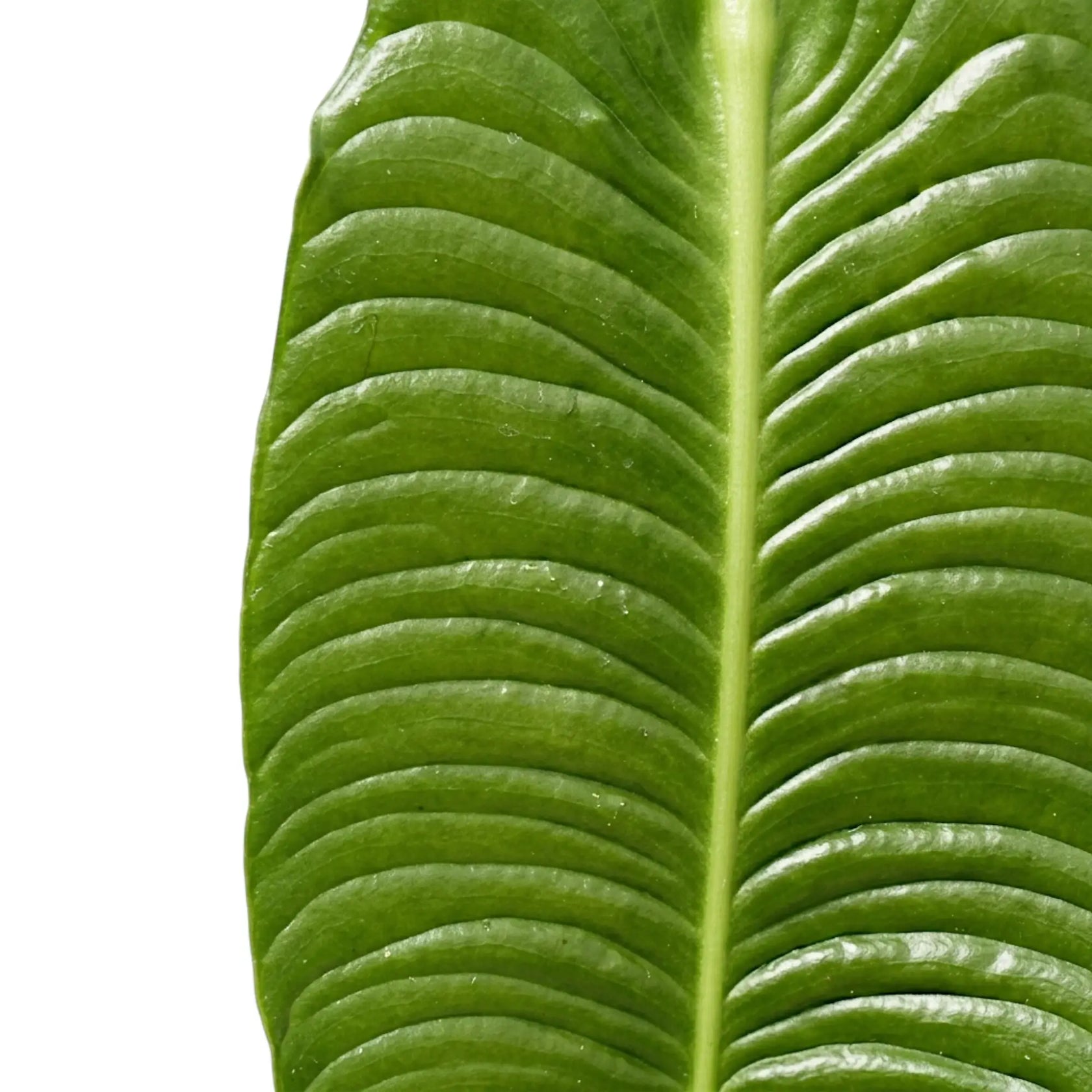 Nahaufnahme eines glänzenden Blattes von Anthurium veitchii mit ausgeprägten Rippen