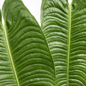 Nahaufnahme überlappender Blätter von Anthurium veitchii mit tiefen Rippen