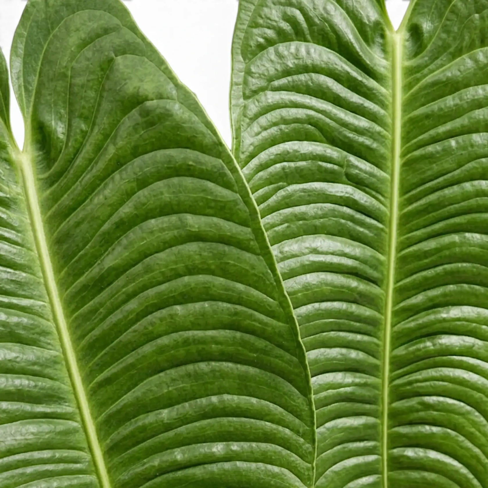 Nahaufnahme überlappender Blätter von Anthurium veitchii mit tiefen Rippen