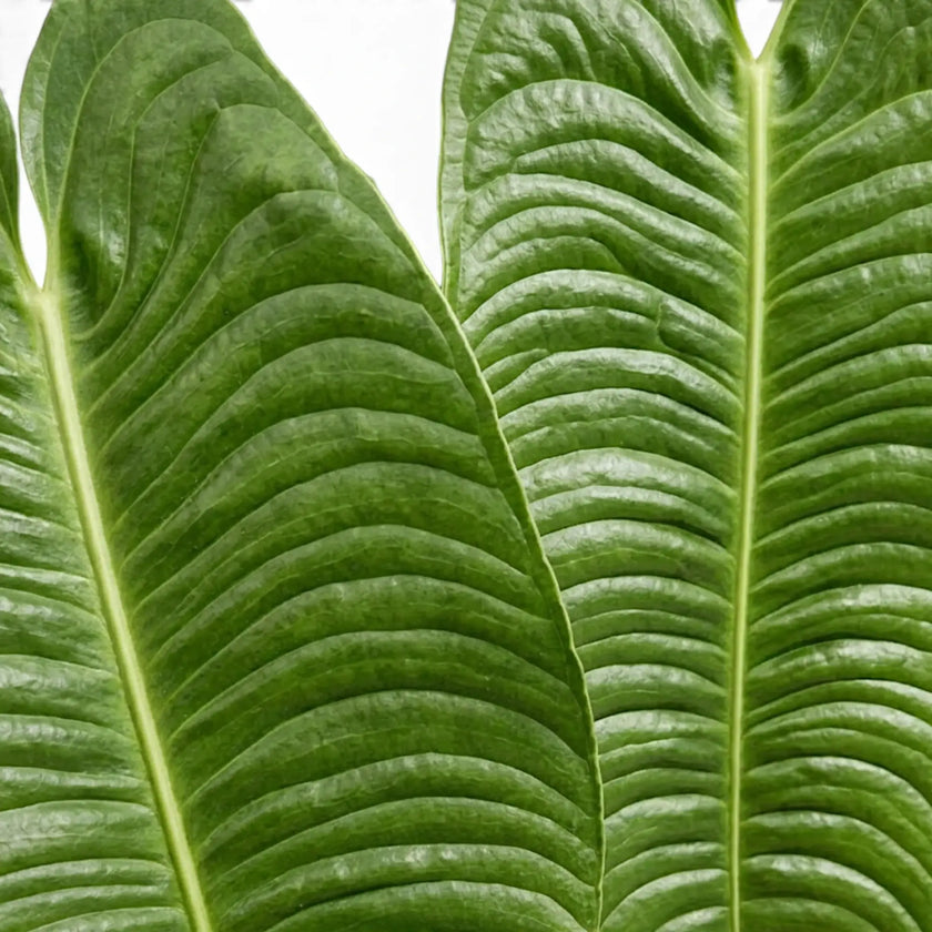 Anthurium veitchii