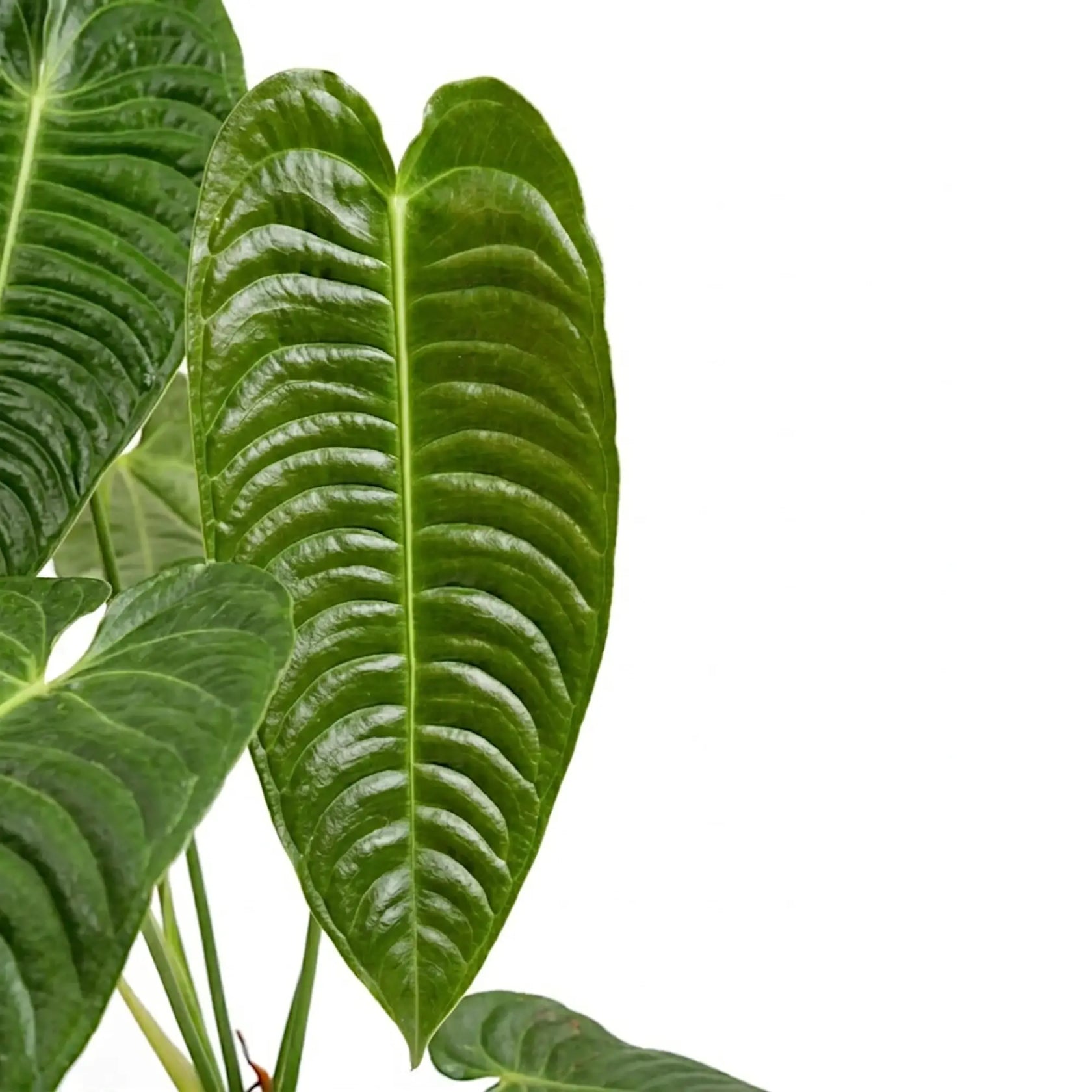 Nahaufnahme langer ausgewachsener Blätter von Anthurium veitchii mit tiefen Rippen