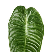 Einzelnes Blatt von Anthurium veitchii mit breiter, stark gerippter Blattfläche