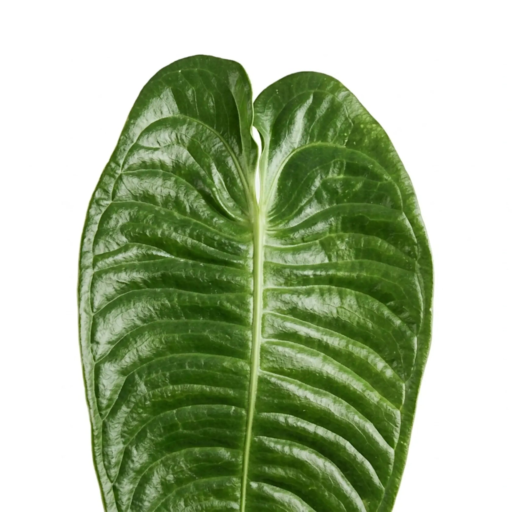Einzelnes Blatt von Anthurium veitchii mit breiter, stark gerippter Blattfläche