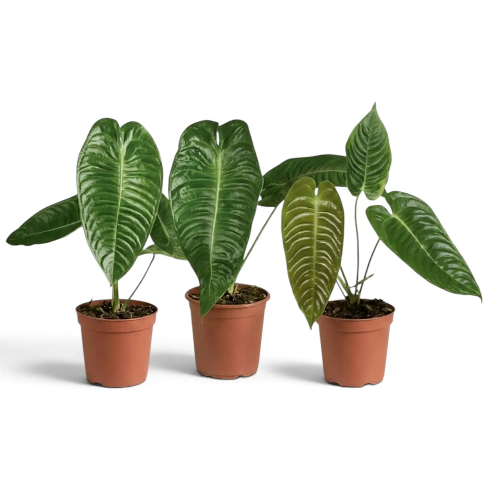 Drei Anthurium veitchii mit langen, stark gerippten Blättern