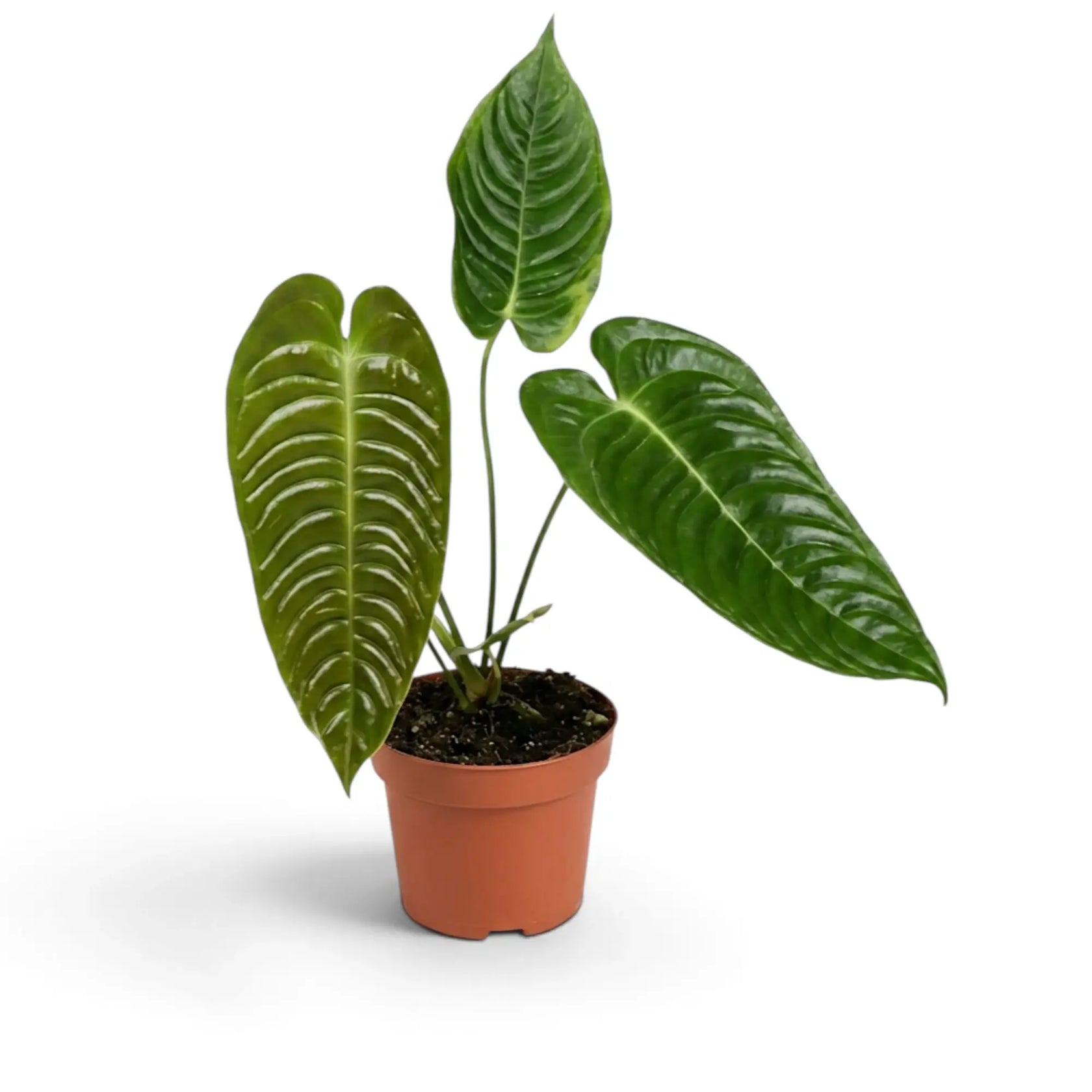 Junges Anthurium veitchii mit drei glänzend gerippten Blättern im Terrakottatopf