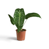 Anthurium veitchii mit aufrechten, tief gerippten Blättern im Terrakottatopf